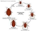 photos of What Does Bed Bugs Look Like