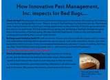 Bed Bugs Denver