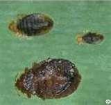 Bed Bugs Denver