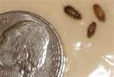photos of Bed Bugs San Diego