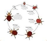 images of Bed Bugs Denver