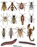 Bed Bugs San Diego