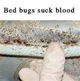 Bed Bugs San Diego