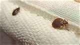 photos of Bed Bugs In Chicago