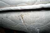Bed Bugs Las Vegas images