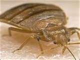 Bed Bugs In Chicago pictures