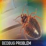 Bed Bugs Las Vegas