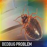 images of Bed Bugs Las Vegas