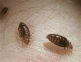 Bed Bugs Nj