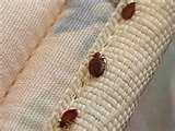 Bed Bugs San Diego images