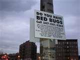 photos of Bed Bugs Brooklyn photos of Bed Bugs Brooklyn