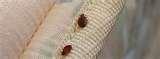 pictures of Bed Bugs Phoenix