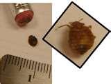 What Does Bed Bugs Look Like
