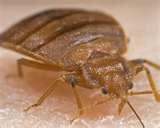 Bed Bugs Phoenix pictures