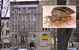 Bed Bugs Brooklyn images Bed Bugs Brooklyn images