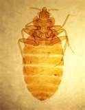 Bed Bugs Phoenix pictures