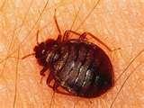 images of Bed Bugs Michigan