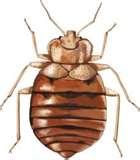 photos of Bed Bugs San Diego