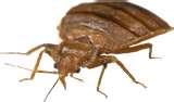 Bed Bug Help Bed Bug Help