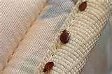 pictures of Bed Bugs Steam
