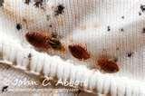 photos of Bed Bugs Austin