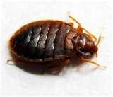 images of Hotels With Bed Bugs