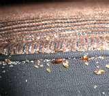 pictures of Bed Bug Toronto