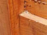 Bed Bugs Austin