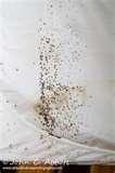 images of Bed Bugs Austin