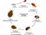 Bed Bugs Wiki images