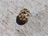 Bed Bug Help photos Bed Bug Help photos