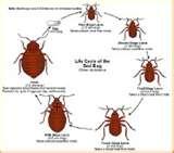 pictures of Bed Bugs Wiki