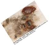 Ny Bed Bugs pictures