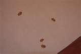 Ny Bed Bugs images