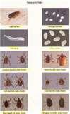 photos of Bed Bugs Wiki