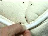 Bed Bug Toronto images