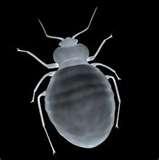 Bed Bug Treatment Nyc photos