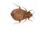 Bed Bug Help Bed Bug Help