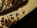 images of Chicago Bed Bugs images of Chicago Bed Bugs