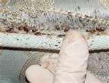 Bed Bugs Austin pictures