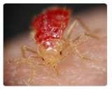 photos of Bed Bugs Toronto