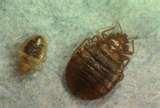 Bed Bugs Toronto photos