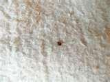 pictures of Hotels With Bed Bugs