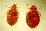 images of Bed Bugs Toronto