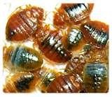 Bed Bugs Toronto images