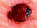 Chicago Bed Bugs