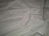 Bed Bugs Australia images
