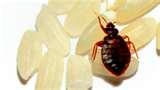 photos of Bed Bug Fumigation