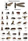 Bed Bugs Images photos
