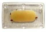 photos of Bed Bug Supplies